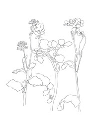 Botanical arts. Hand drawn continuous line drawing of abstract flower on white with text backround