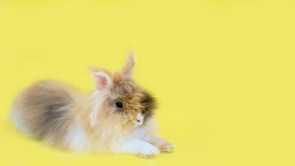 the rabbit lies on a yellow background symbol of the new year veterinary clinic animal food space for text