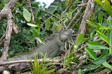 Costa Rica_Leguan