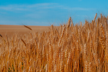 Close-up of wheat field at summer