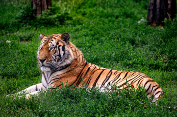 Fototapeta na wymiar Powerful and ferocious Siberian tiger