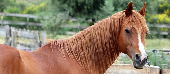 portrait of a chestnut horse