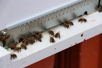 bees in the beehive