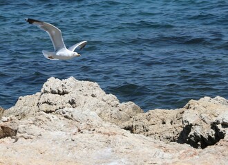 seagull in flight