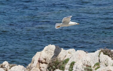 seagull in flight