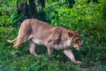 Naklejka premium mighty fierce lion 