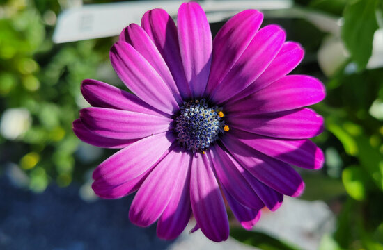 close up of pink and purple daisy