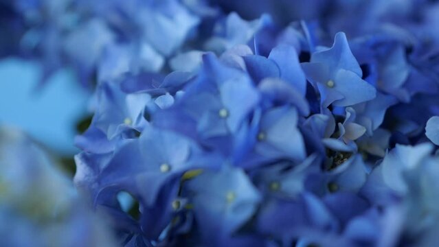 Beautiful blue hydrangea or Hortensia flower, closeup view