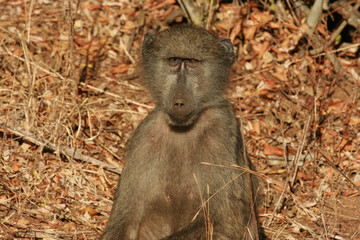 Chacma baboon in the morning sun, Kruger National Park, South Africa