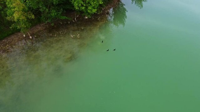 Poules d'eau se promenant dans un lac aux eaux translucides et turquoises. Canards nageants dans une eau claire.