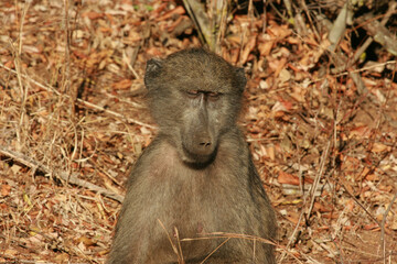 Chacma baboon in the morning sun, Kruger National Park, South Africa