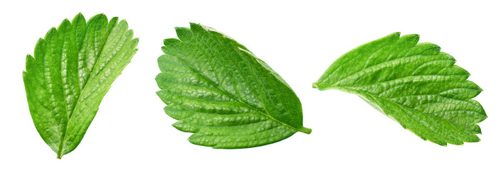 Strawberry leaf on the white background