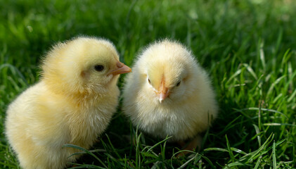 Small newborn chicks stands on green grass. Spring mood. Background for an Easter greeting or a postcard