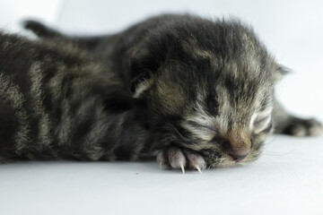kitten sleeping