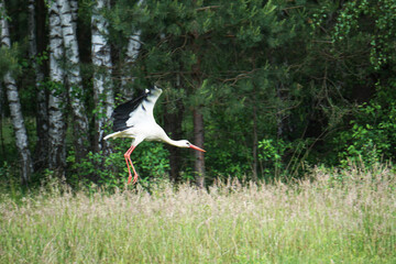 Flying stork, trees on second plan