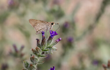Fototapeta premium White Freckled Black Hobnail Butterfly (Pelopidas thrax) on a flower