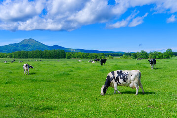 Hokkaido Musadake and grazing dairy scenery