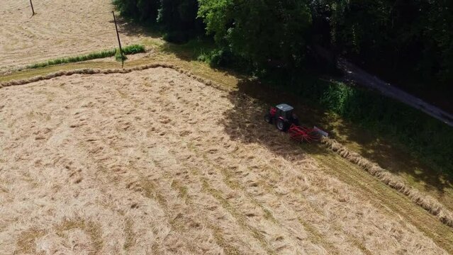 Fourrage d&eacute;pos&eacute; en tas dans le champ par un tracteur rouge. Petits monticules de foins cr&eacute;&eacute;s par un tracteur.