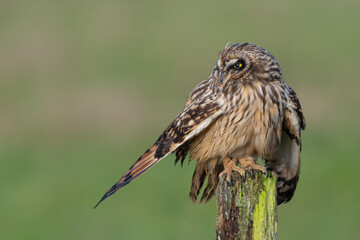 Short-eared owl Asio flammeus drying wing feathers on wooden post France