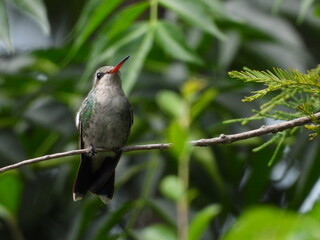 Colibrí en una rama en el bosque  © Joselyn