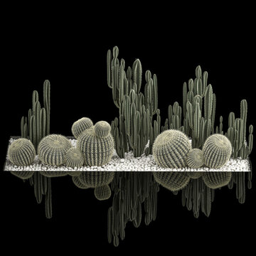  Plants Desert Flowerbed With Cactus on a black background
