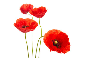 Obraz premium Red poppies flower isolated on a white background.