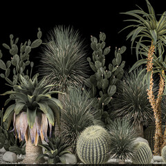 Fototapety   Collection of tropical desert plants 