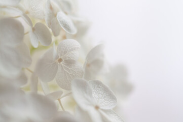 Fototapeta na wymiar 白いアジサイの花 白背景 マクロ 日本