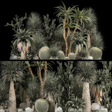 Collection of tropical desert plants on a black background