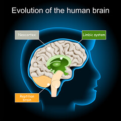 Brain Evolution from reptilian brain, to limbic system and neocortex. triune brain hypothesis