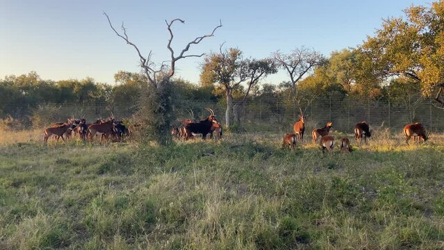 Mixed sable antelope herd in South African game reserve at sunset. Static