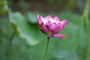 Fototapeta premium lotus flower in the pond