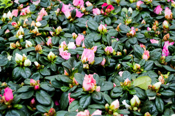 Beautiful natural floral background. Pink flowers and buds of azalea - the species Rhododendron simsii with dark green leaves. Copy space