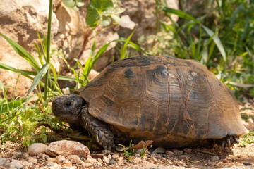 Naklejka na ściany i meble Close-up of wild tortoise in Turkey