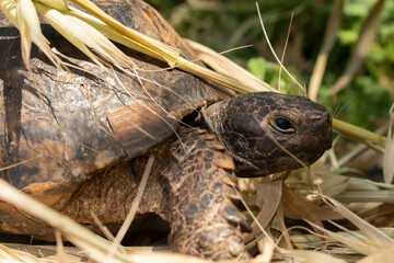 Naklejka premium Close-up of wild tortoise in Turkey