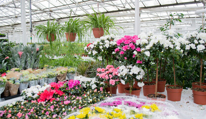 Sale in the greenhouse of potted flowers grown there: chlorophytum, rhododendrons of azalea white and pink - obrazy, fototapety, plakaty