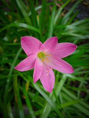 pink flower in the garden