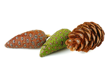 Pine cones of pinus cembra isolated on a white background