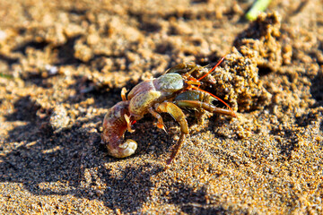 Crab on the sandy beach