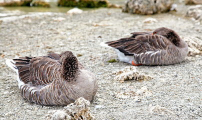 Sleeping geese on the shore of lake