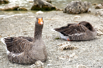 Geese at lake Kournas at island Crete