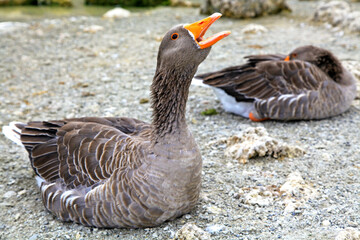 Two goose on shore of lake