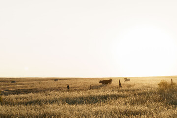 Cattle in Caceres, Extremadura, Spain