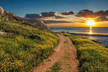 Beautiful dirt road through the flowers along the shore of the Mediterranean Sea at sunset. Cyprus