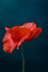 red poppy on green background