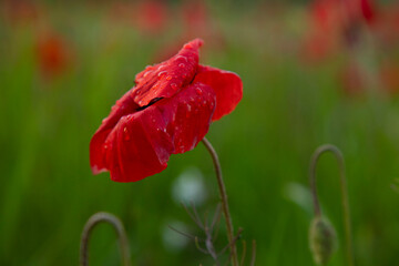 beautiful single red poppy flower on a blur background