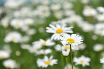 Chamomile field with flowers close-up in summer