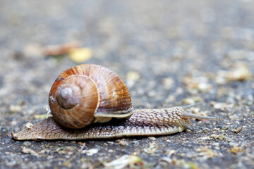 A large snail crawls on the ground on a blurred gray spotted background.