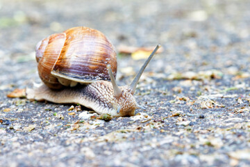 A large mollusk snail carries its spiral home on its back.