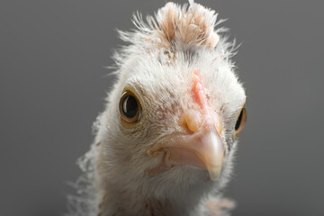 head chicken close up